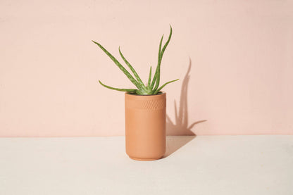 Terracotta Kit - Aloe